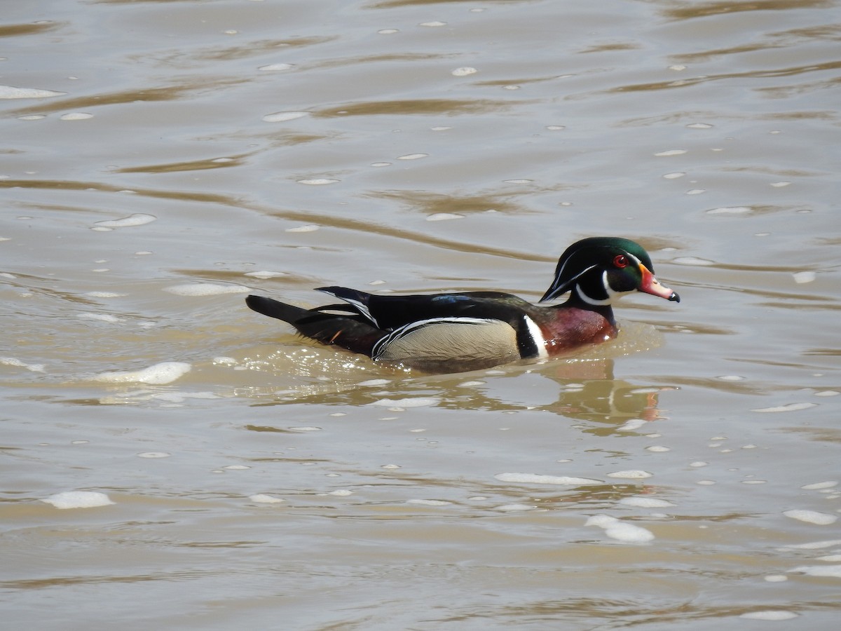 Wood Duck - ML148599081