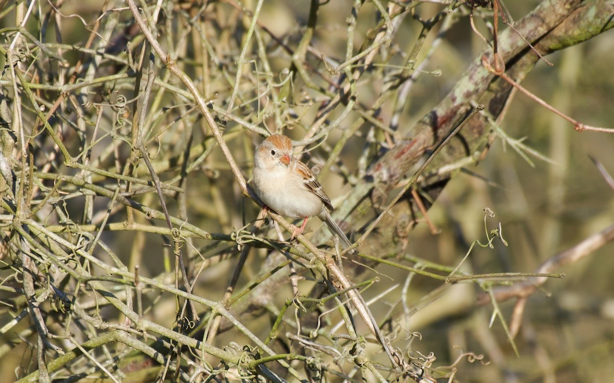 Field Sparrow - ML148599491