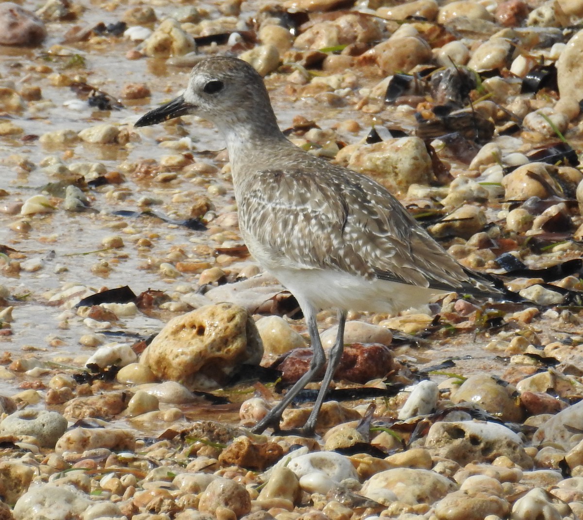 Black-bellied Plover - ML148600351