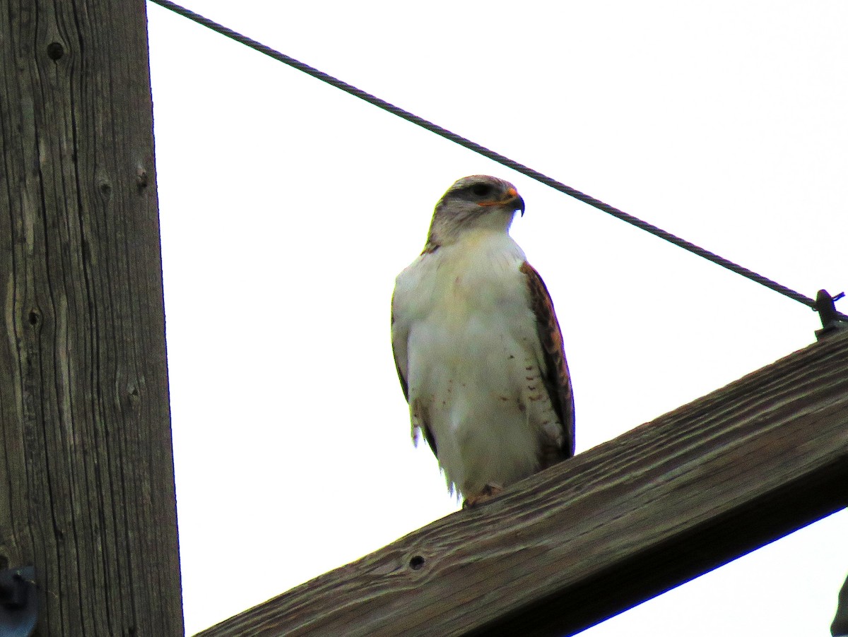 Ferruginous Hawk - ML148604191