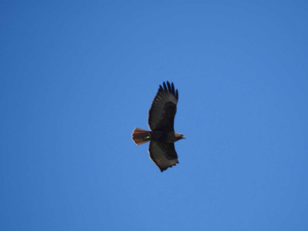 Red-tailed Hawk - ML148604971