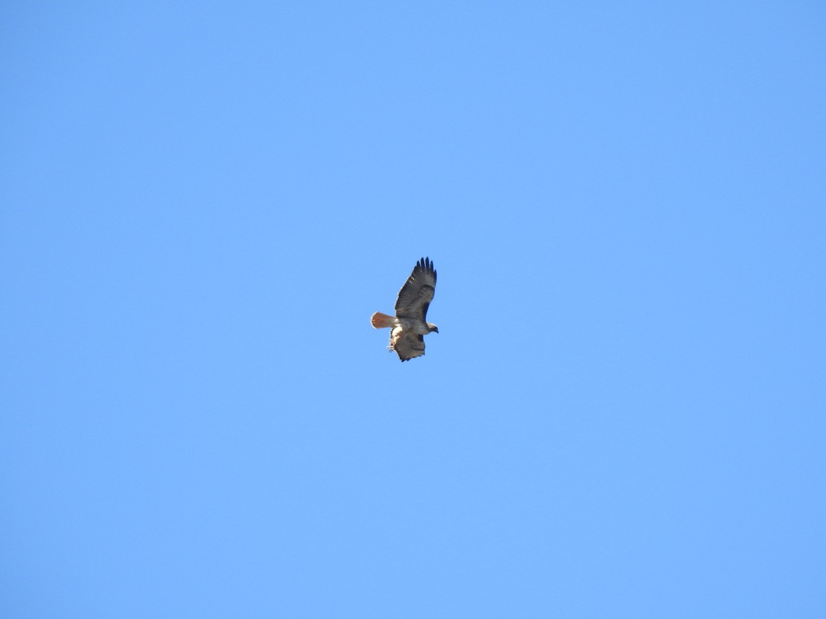 Red-tailed Hawk - ML148605151