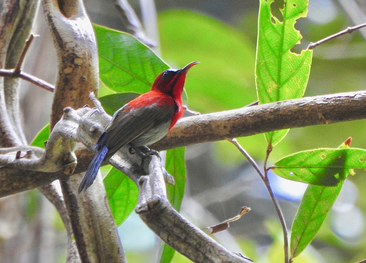 Crimson Sunbird - Kalin Ocaña