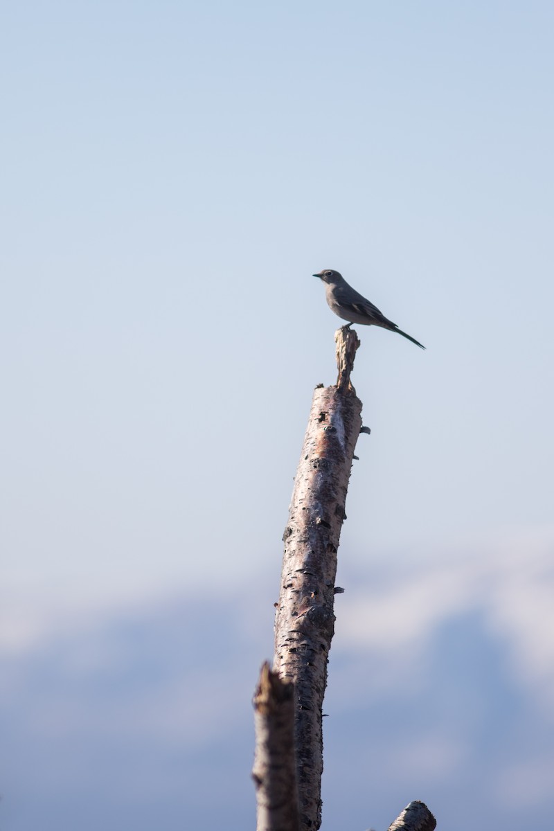 Townsend's Solitaire - ML148605761