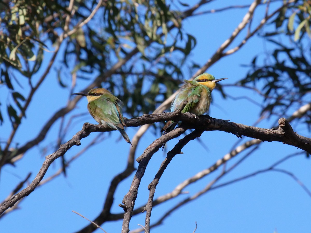 Rainbow Bee-eater - ML148608101