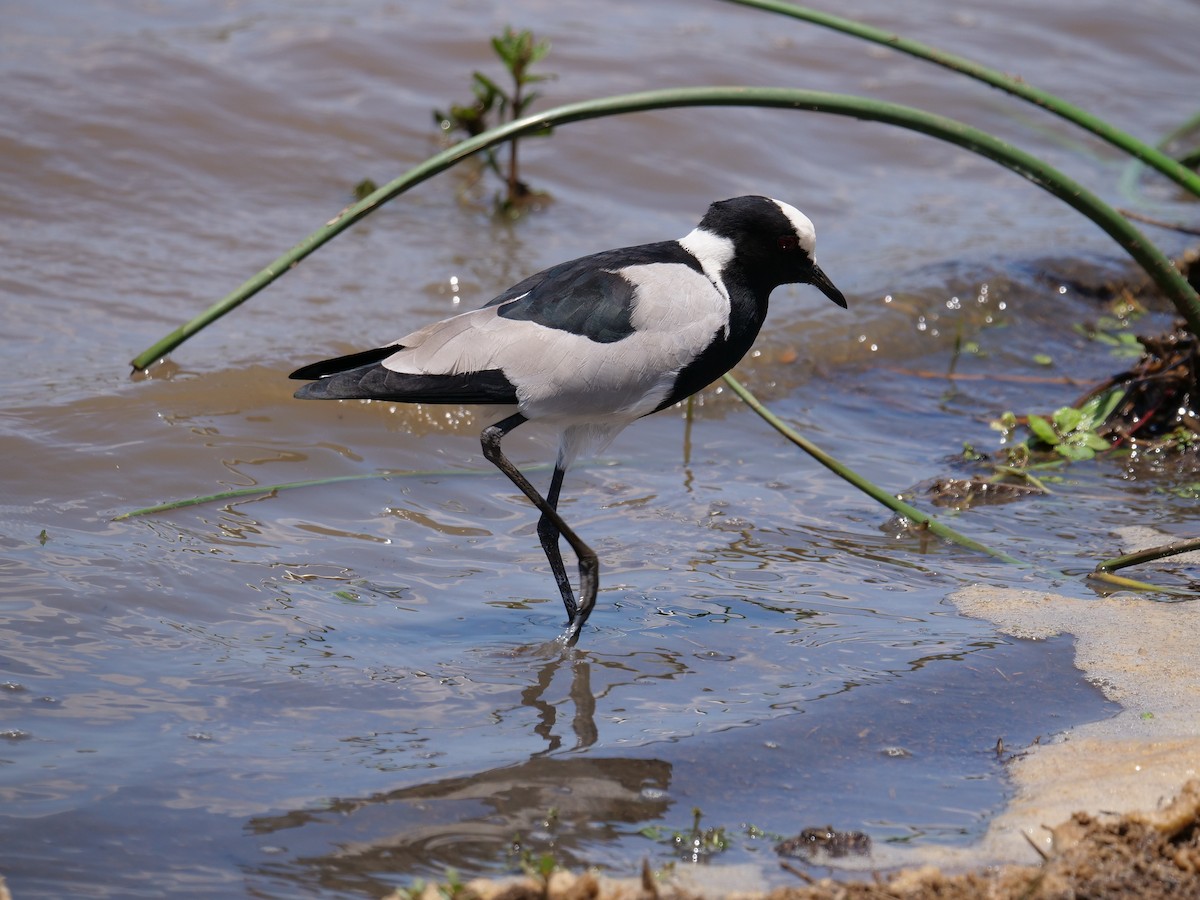 Blacksmith Lapwing - ML148608831