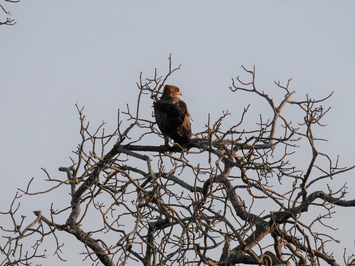 Tawny Eagle - ML148609281