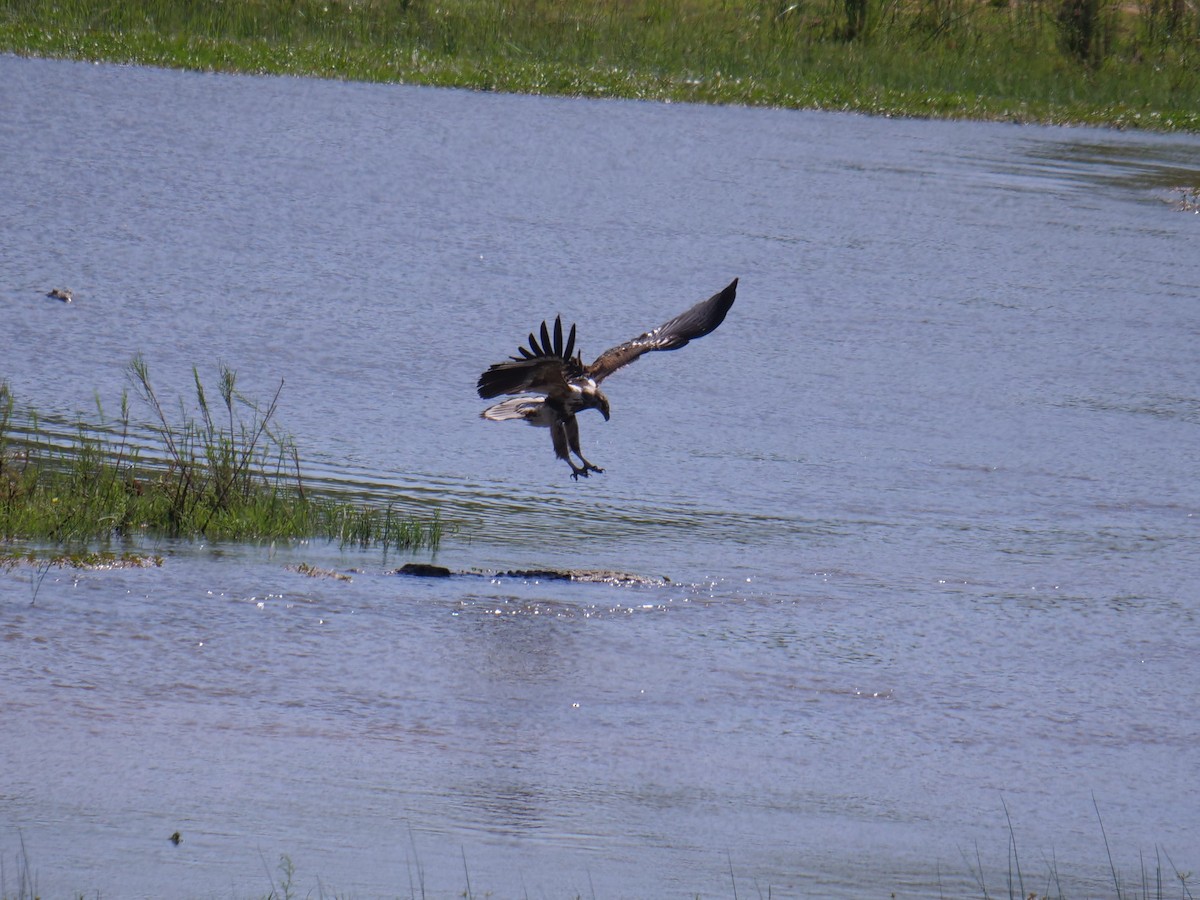 African Fish-Eagle - ML148609301