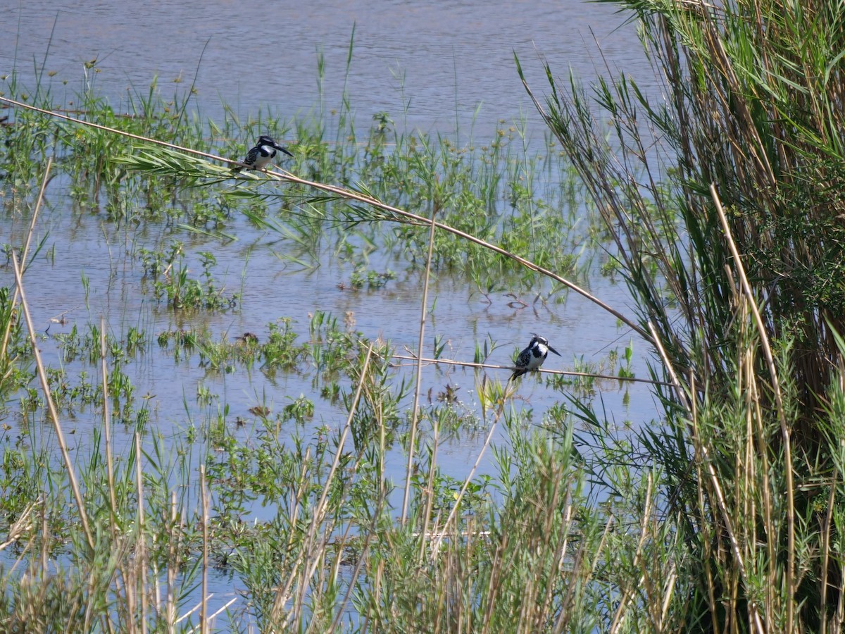 Pied Kingfisher - ML148609411