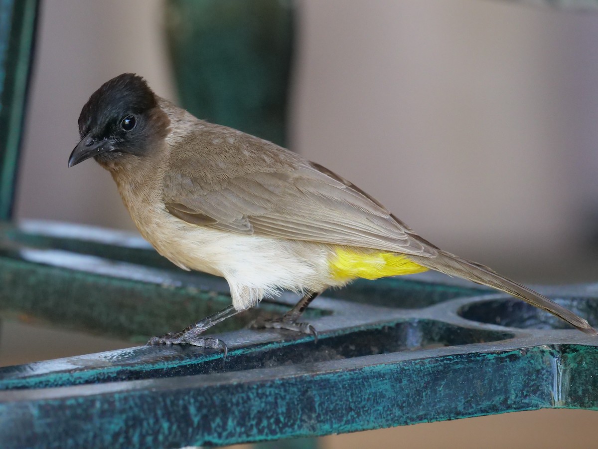 Common Bulbul - ML148609441