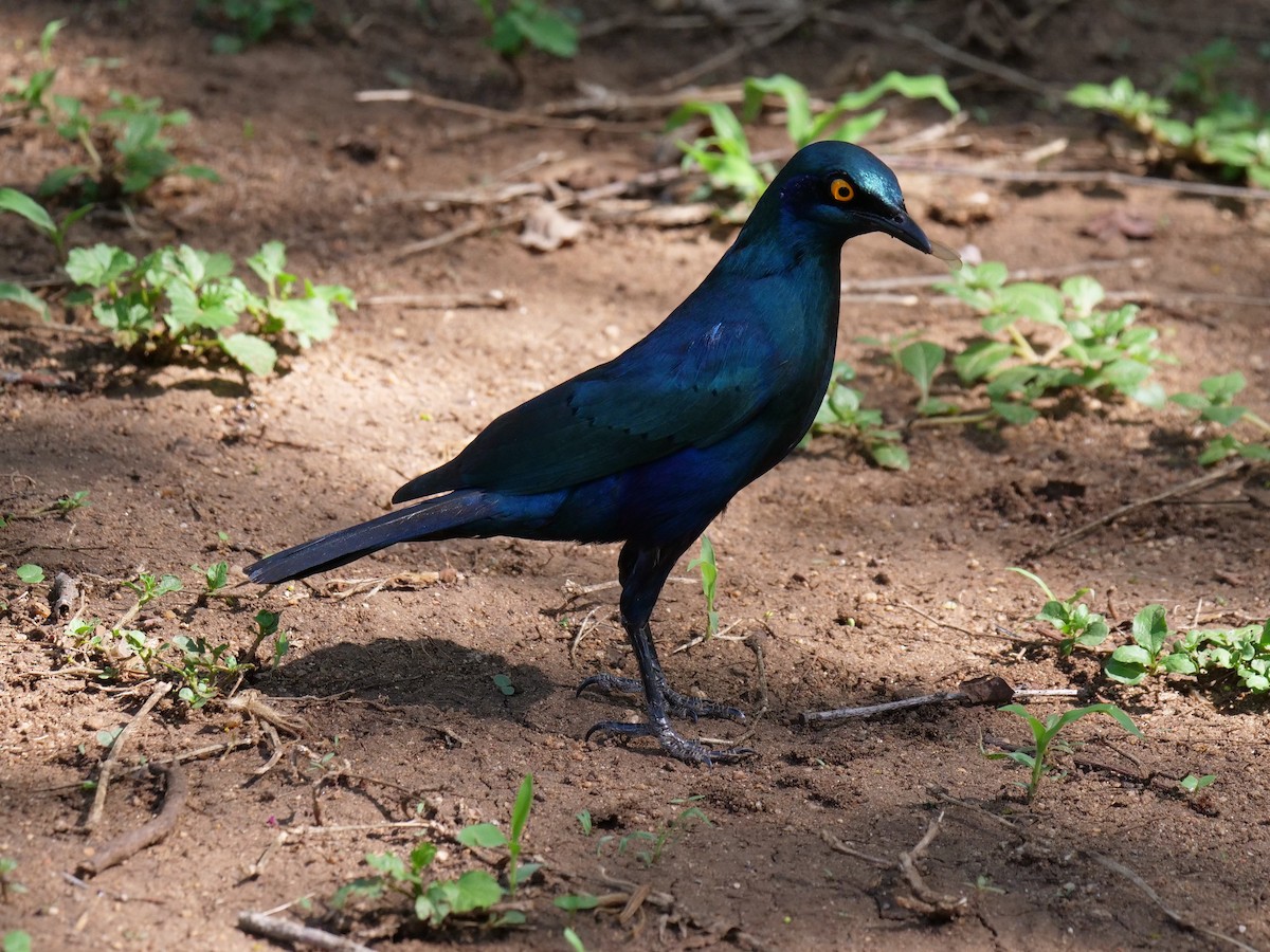 Greater Blue-eared Starling - ML148609451