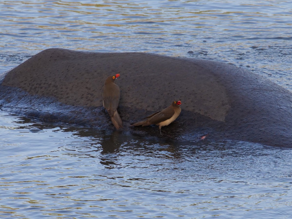 Red-billed Oxpecker - ML148609471