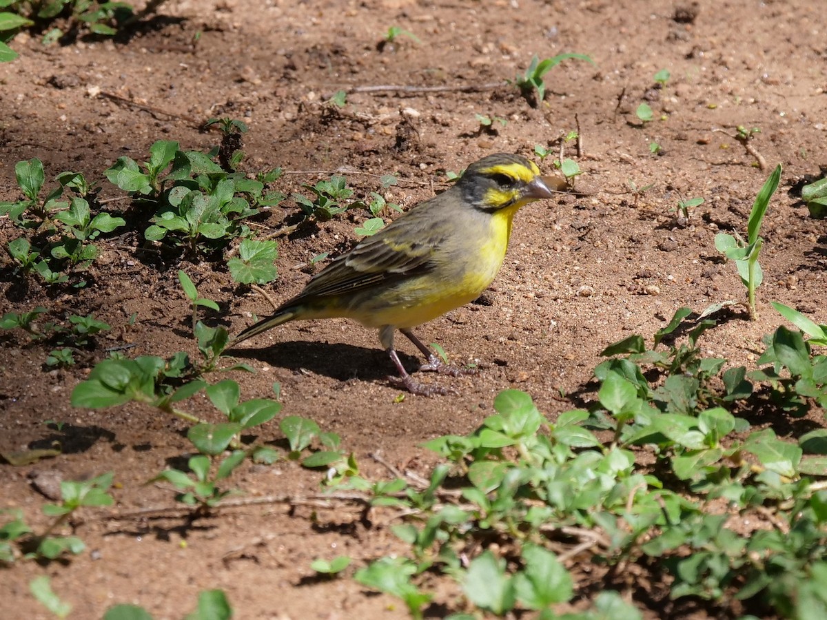 Yellow-fronted Canary - ML148609531