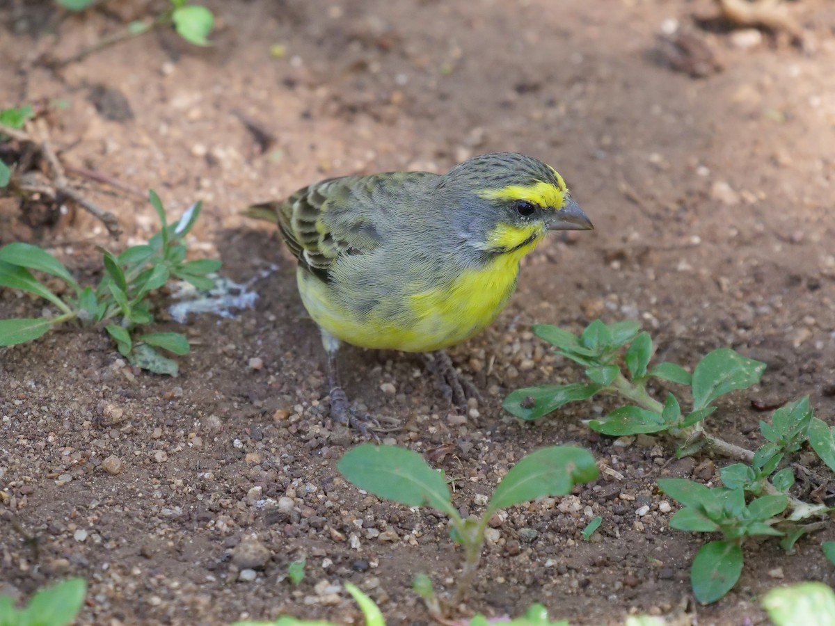 Yellow-fronted Canary - ML148609541