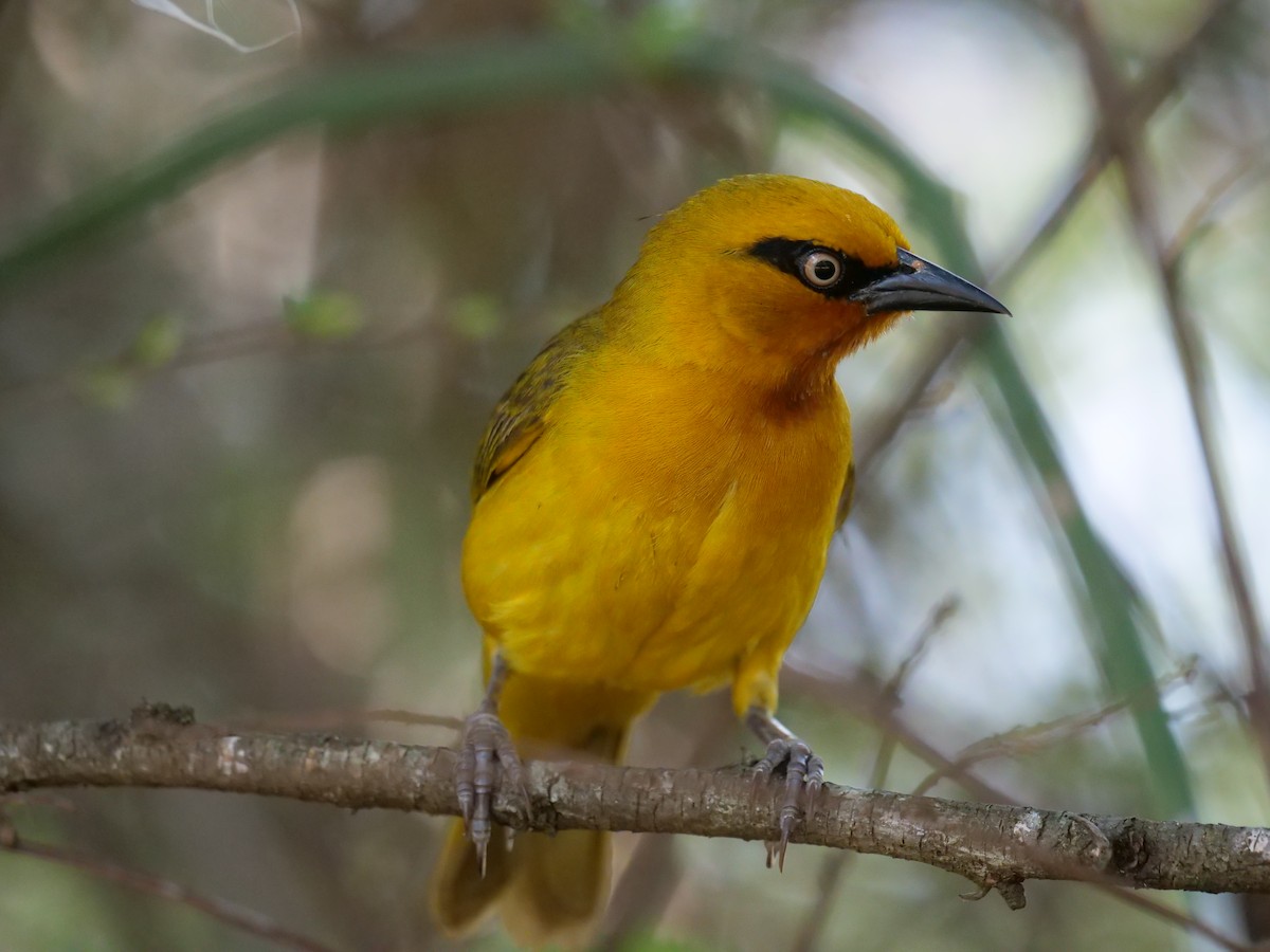 Spectacled Weaver - ML148609581