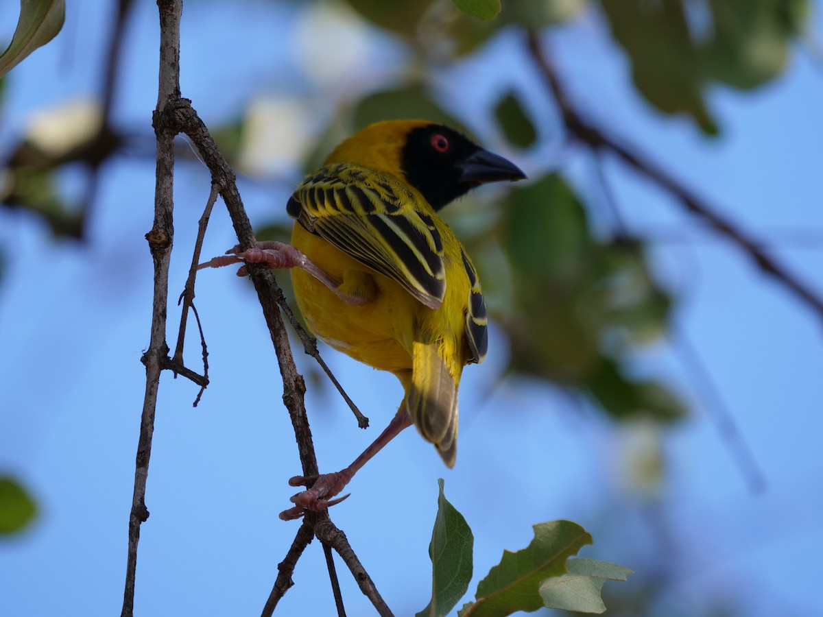 Southern Masked-Weaver - ML148609641