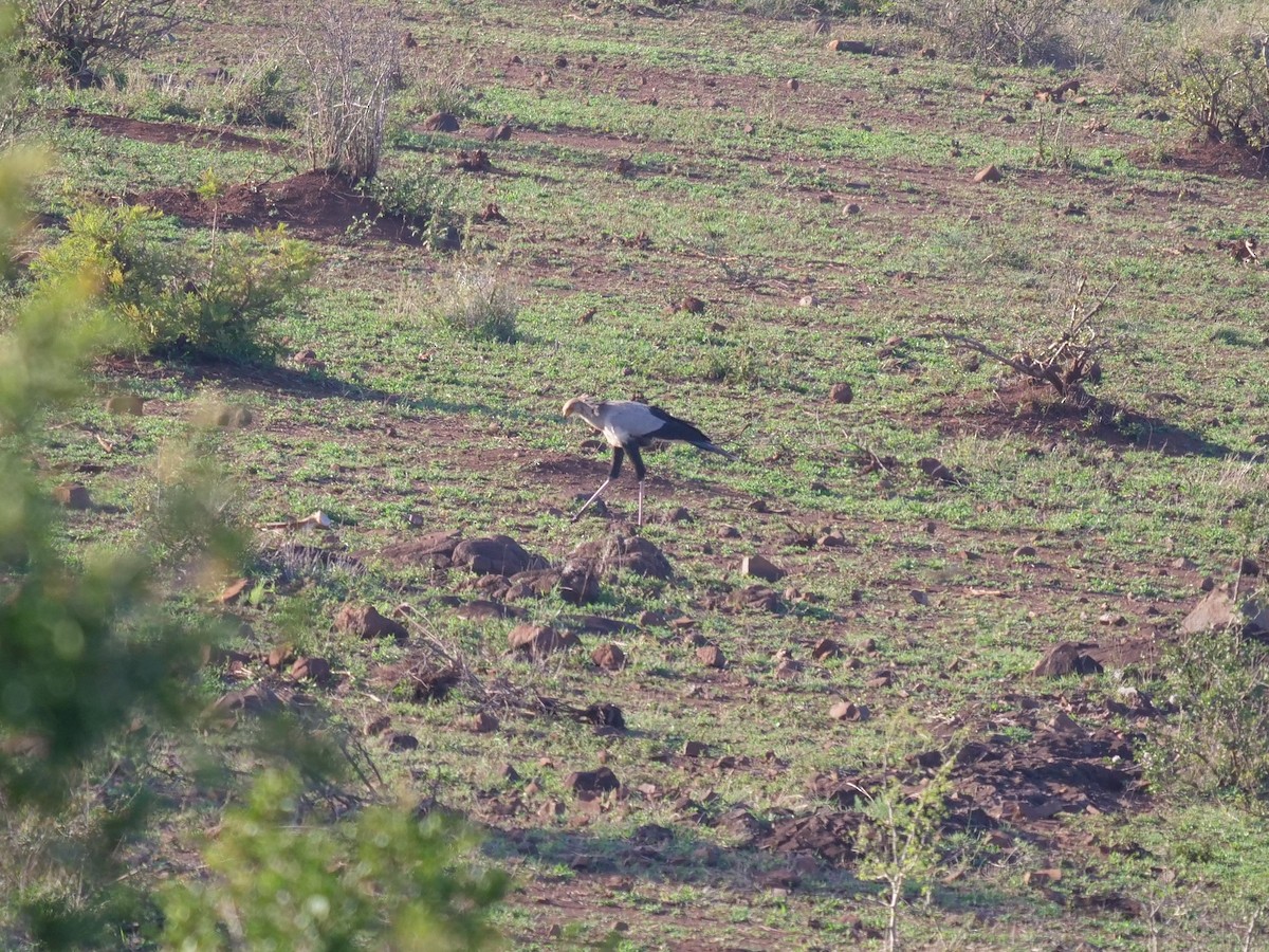 Secretarybird - ML148609701