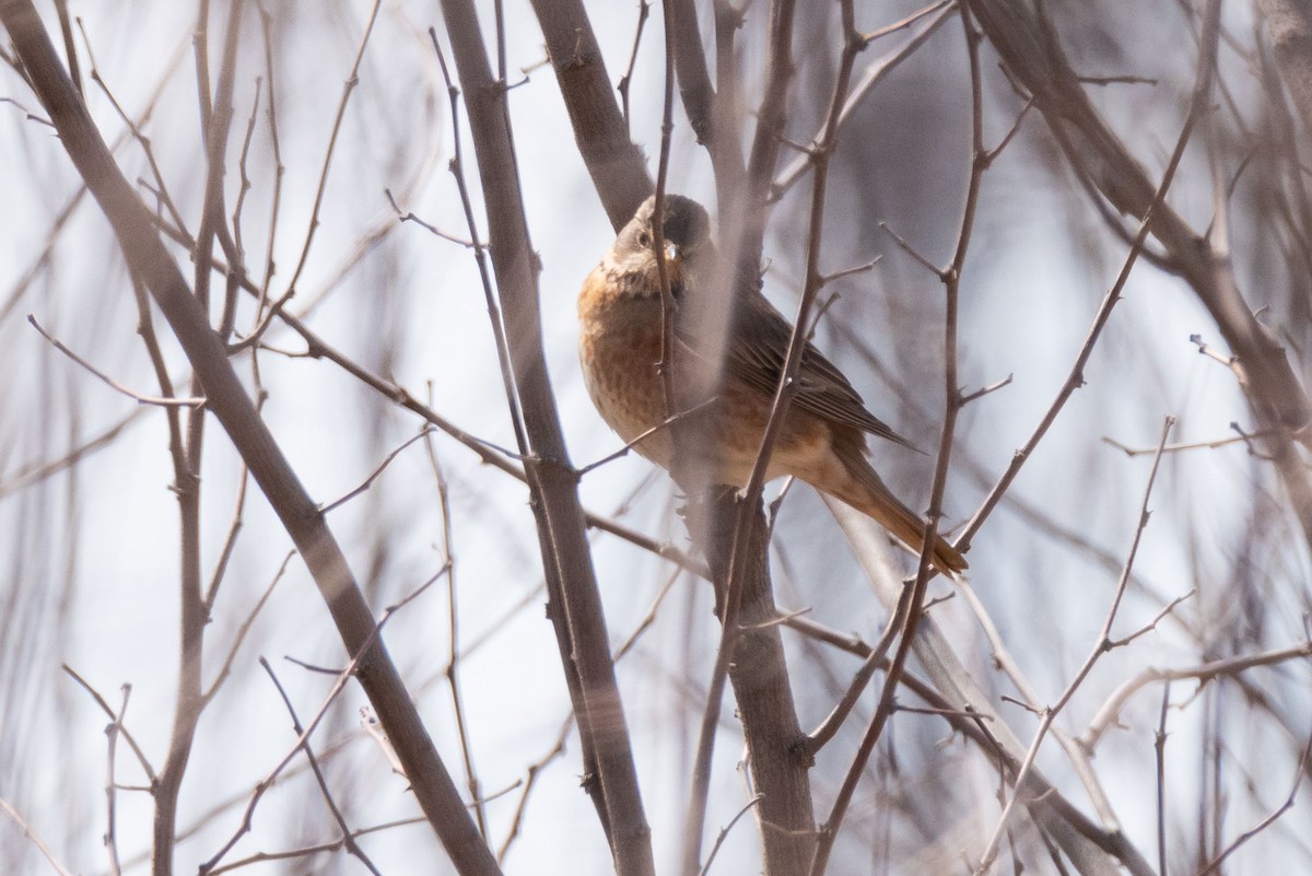 Naumann's Thrush - ML148610021