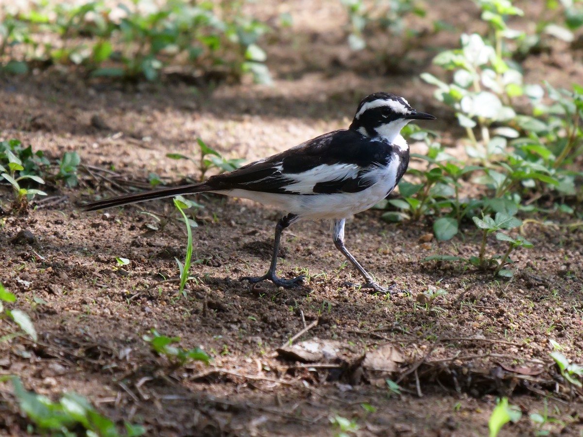 African Pied Wagtail - Frank Coman