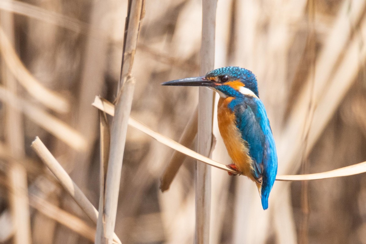 Common Kingfisher - ML148610261
