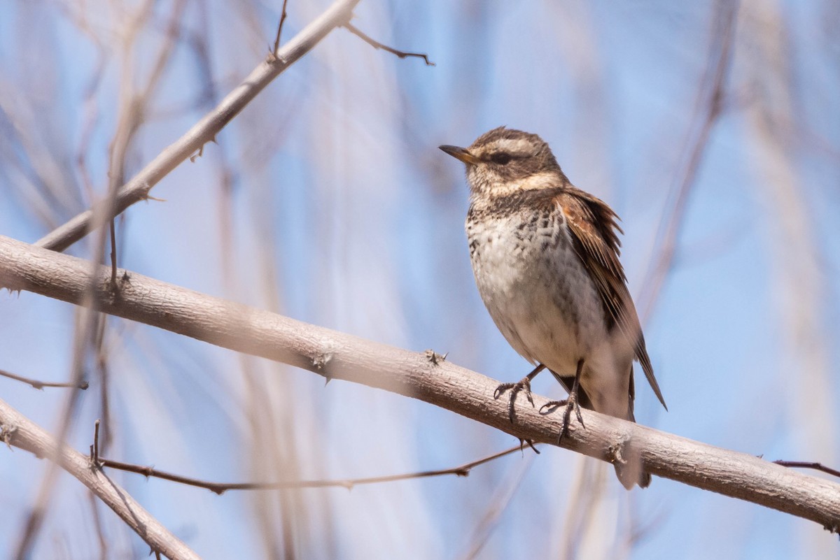 Dusky Thrush - ML148610281