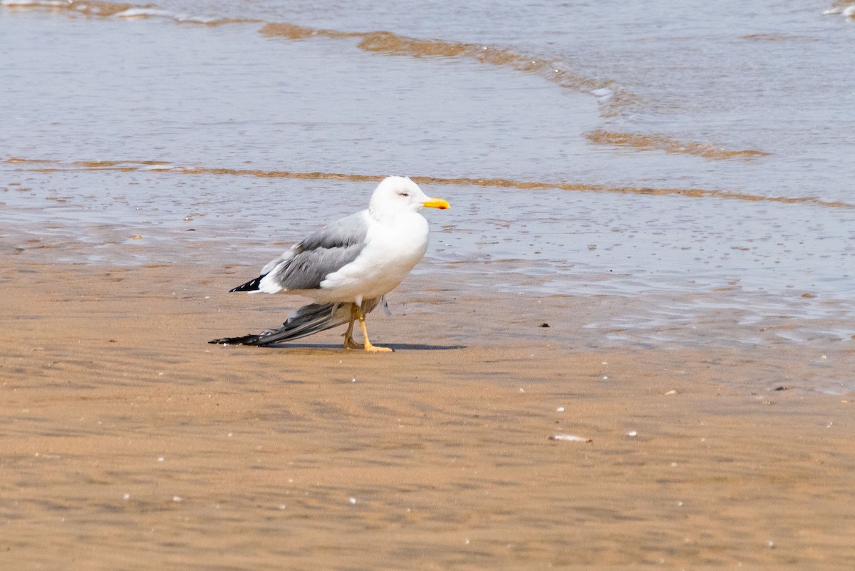 Lesser Black-backed Gull - ML148610491