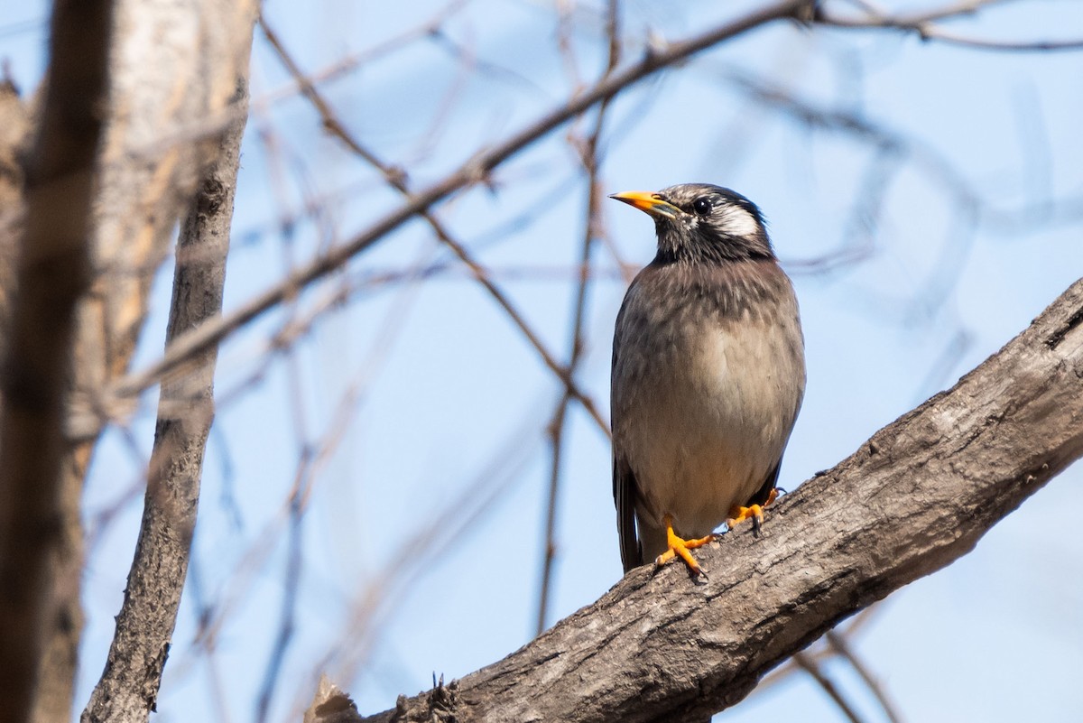 White-cheeked Starling - ML148610671