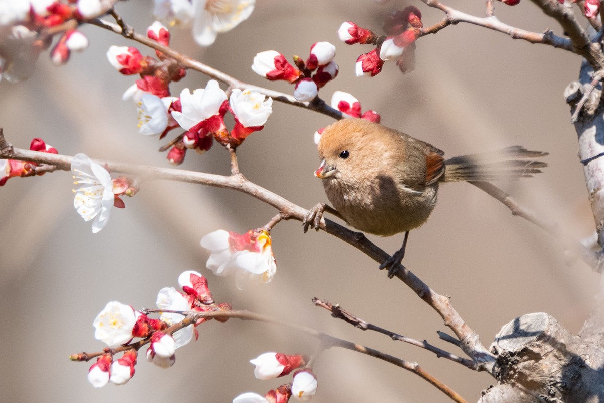 Vinous-throated Parrotbill - ML148610851