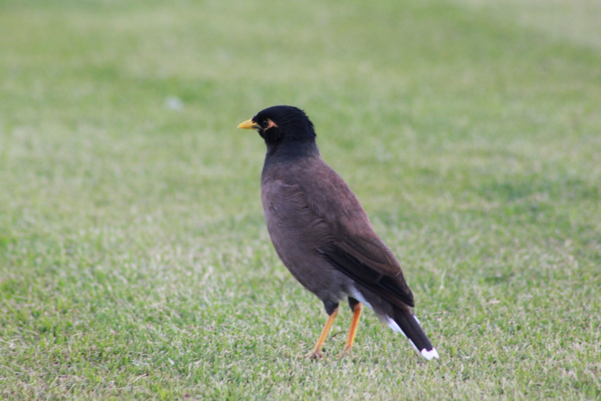 Common Myna - ML148611751