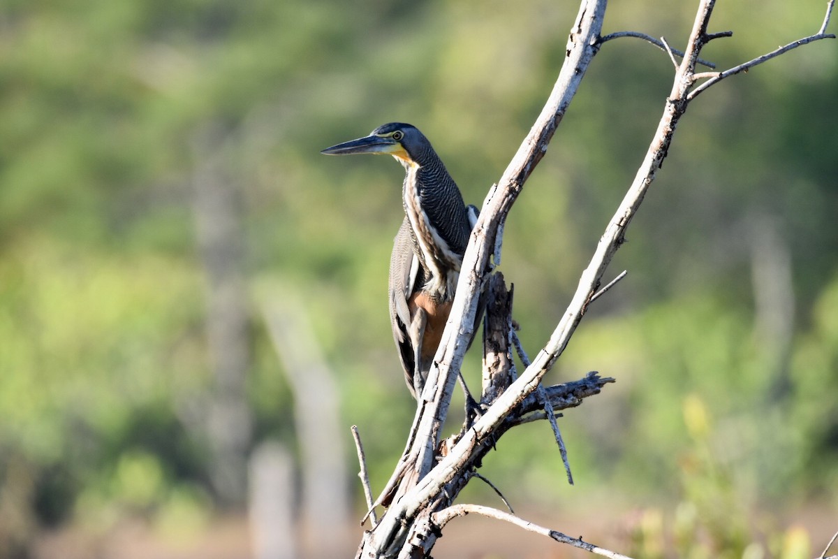 Bare-throated Tiger-Heron - ML148612551