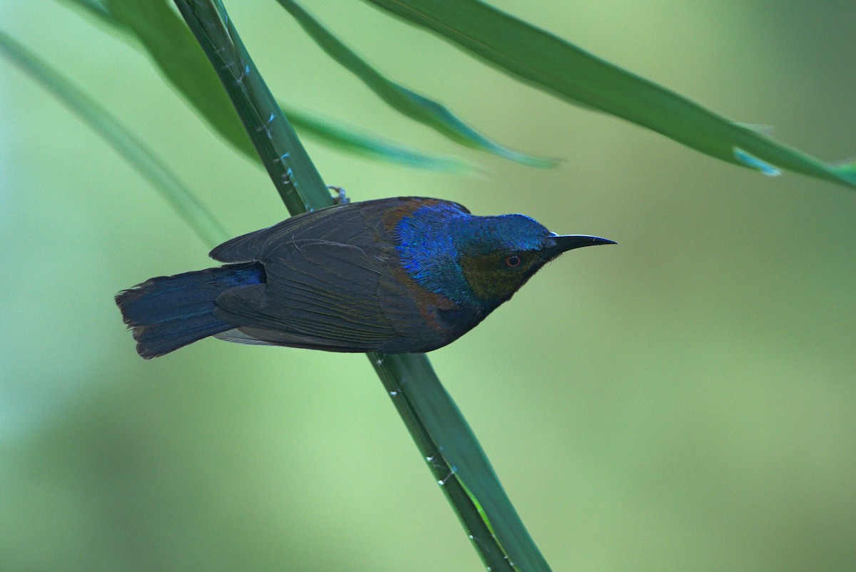 Brown-throated Sunbird - Kian Guan Tay