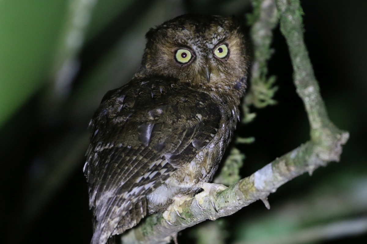 Mindoro Scops-Owl - Michael Kearns