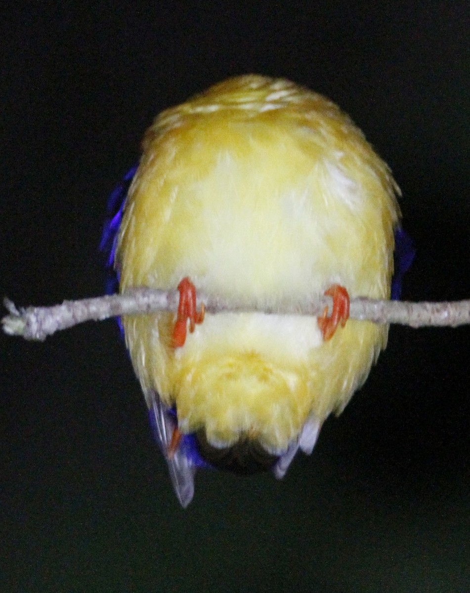 Dimorphic Dwarf-Kingfisher - ML148618061