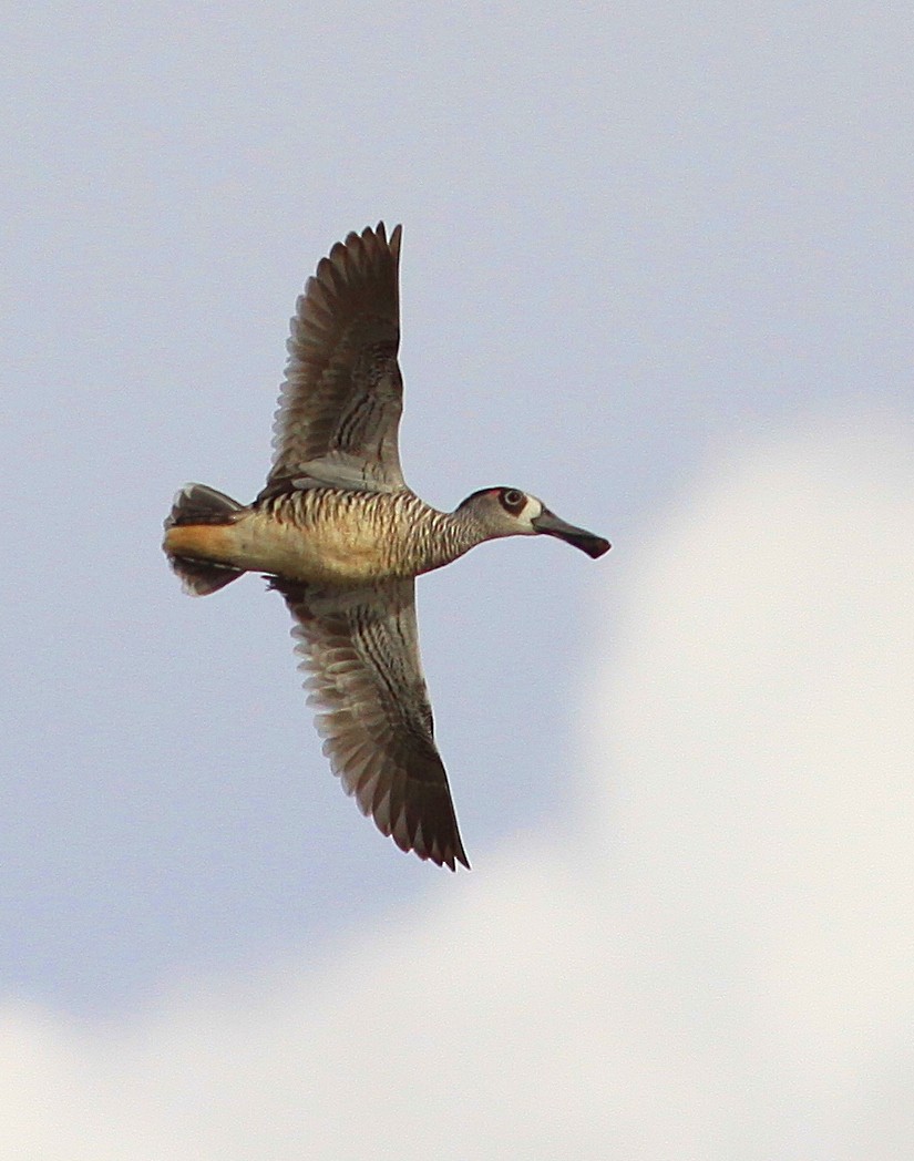 Pink-eared Duck - ML148618201