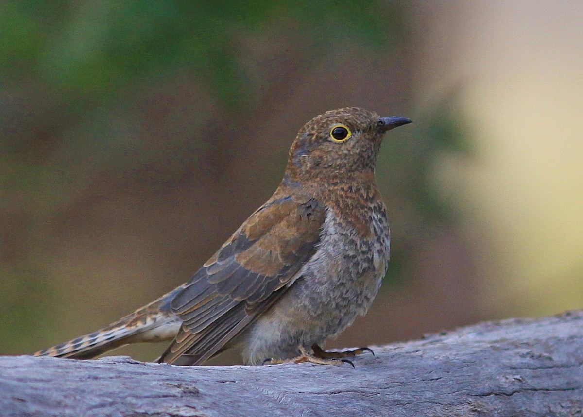 Fan-tailed Cuckoo - ML148618211