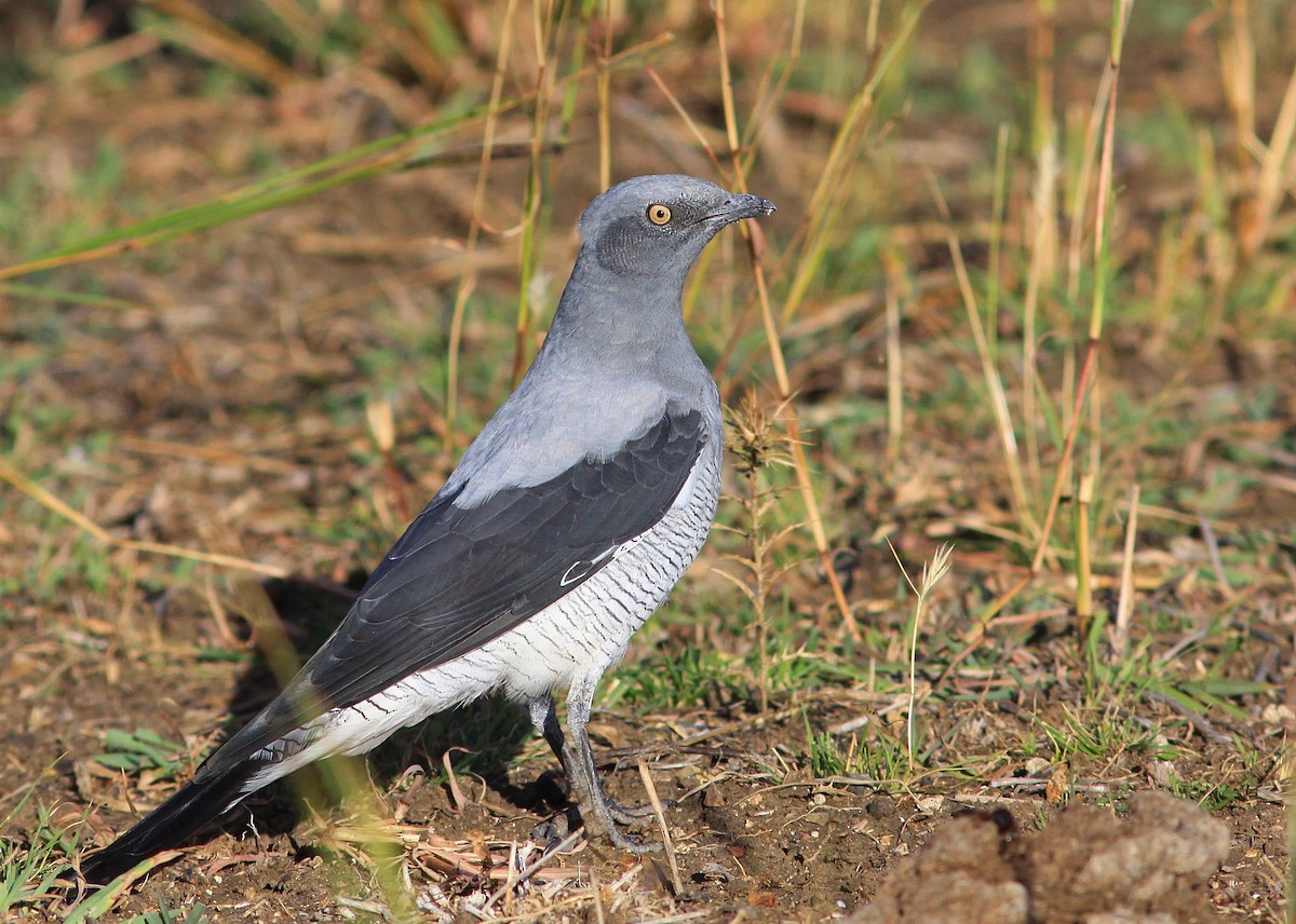 Ground Cuckooshrike - ML148618241