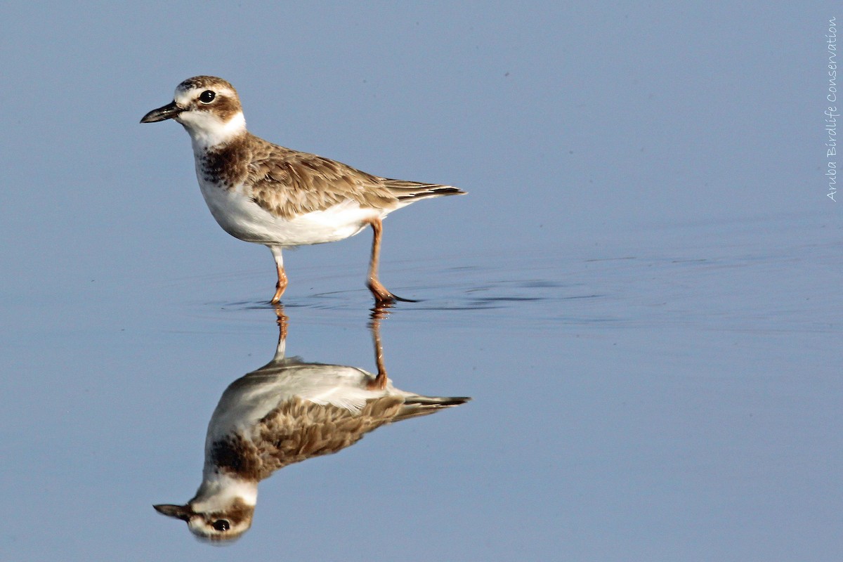 Wilson's Plover - Gregory Peterson