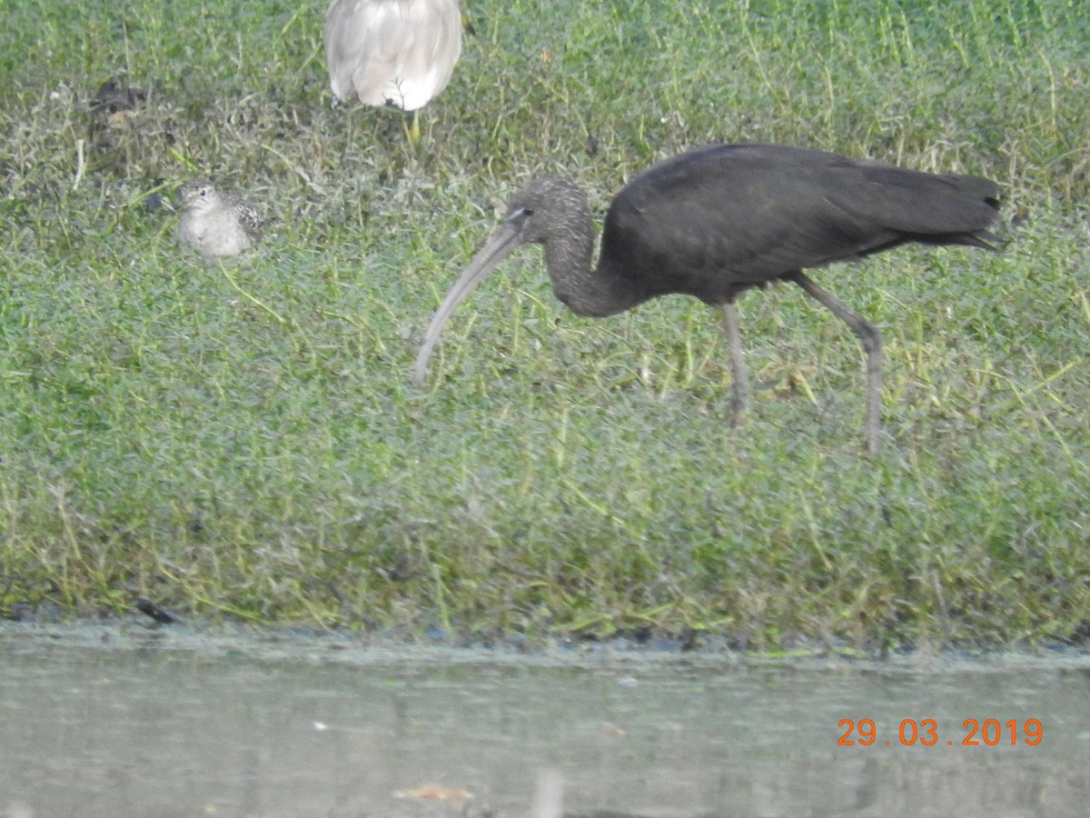 ibis hnědý - ML148619671