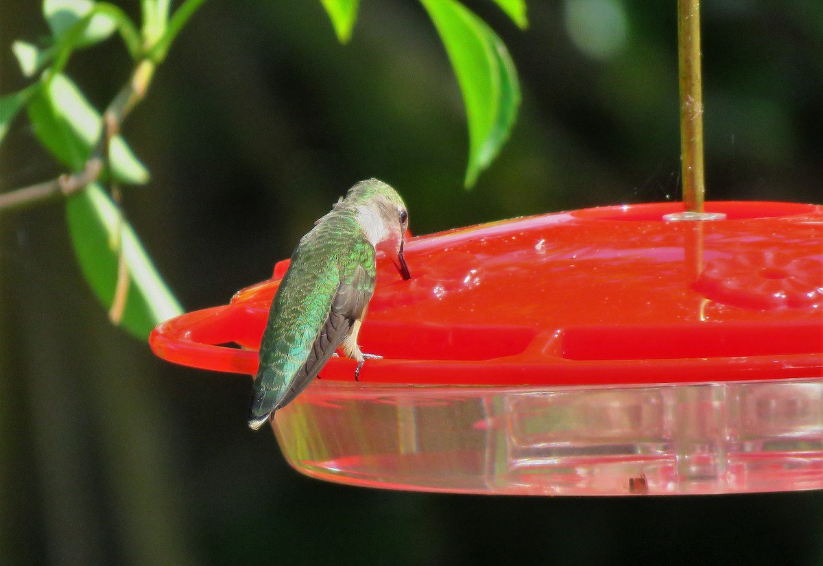 Ruby-throated Hummingbird - ML148623241