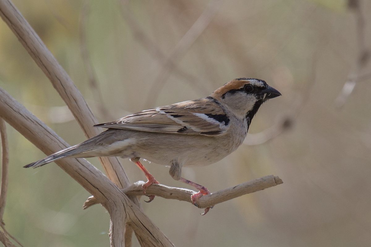 Moineau des saxaouls - ML148623881