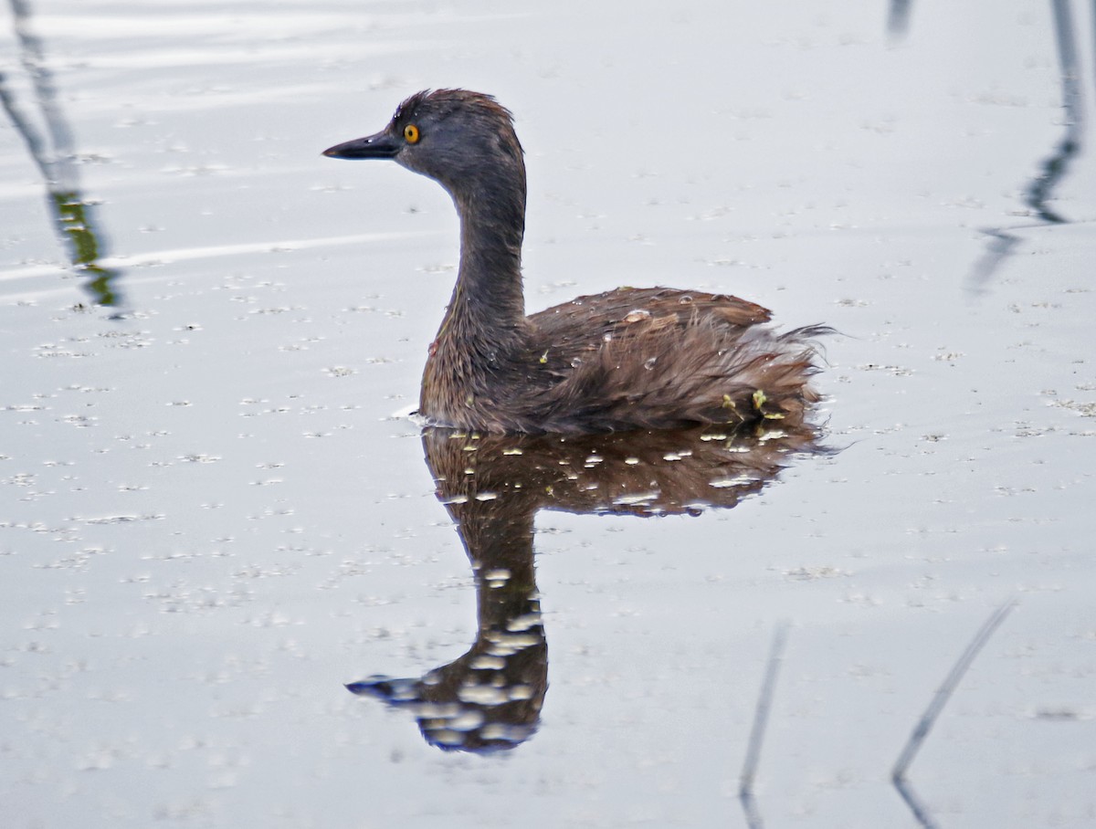 Least Grebe - Eary Warren