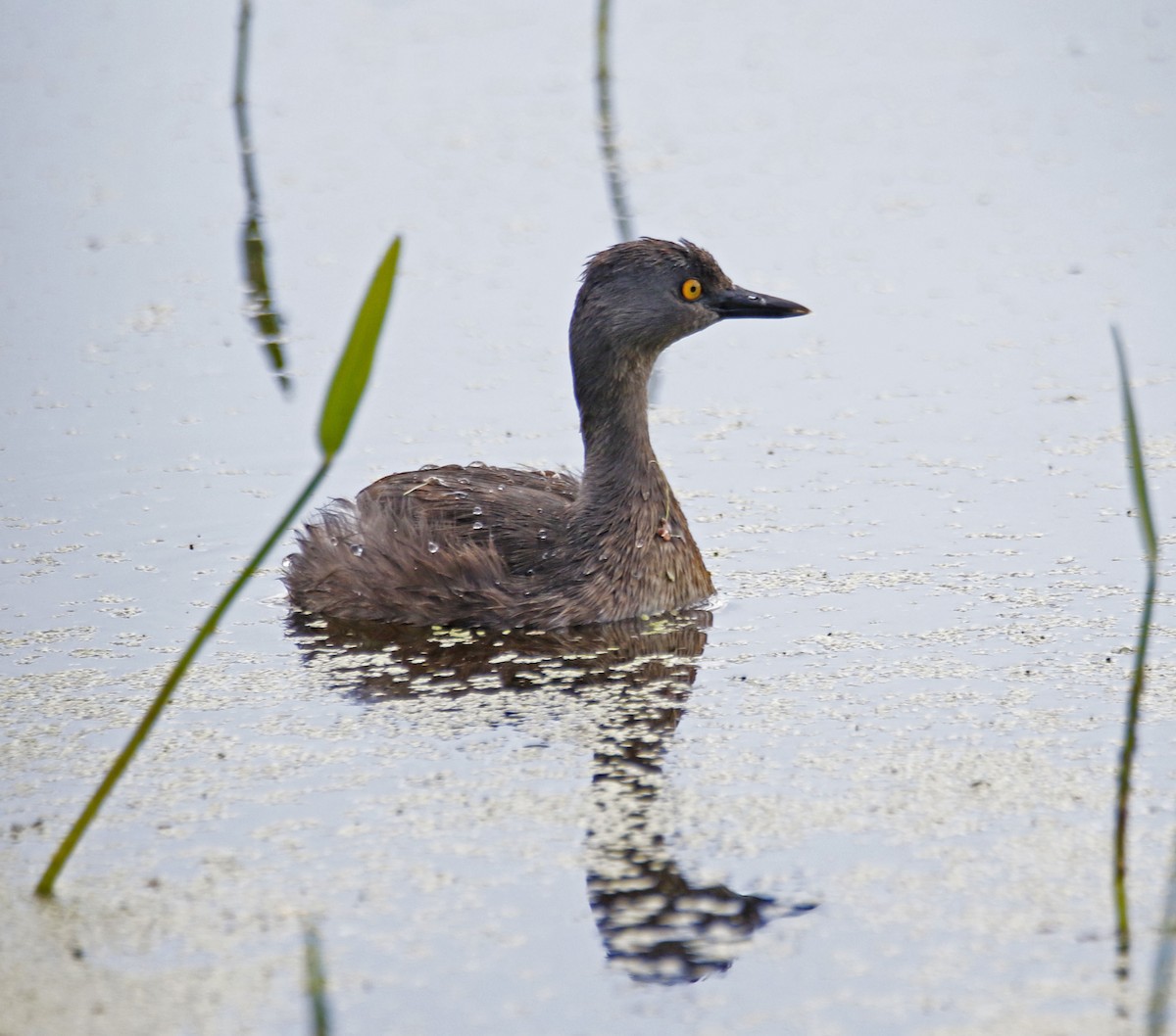 Least Grebe - Eary Warren