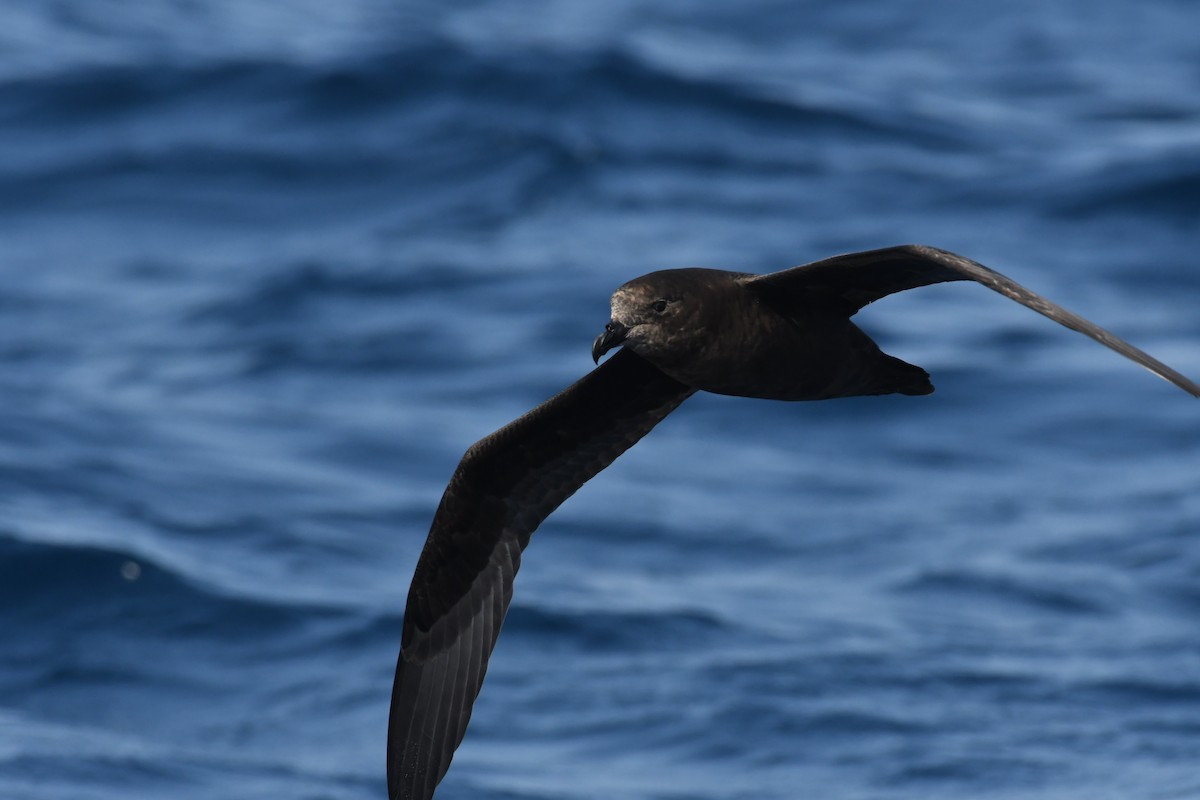 Great-winged/Gray-faced Petrel - ML148625611