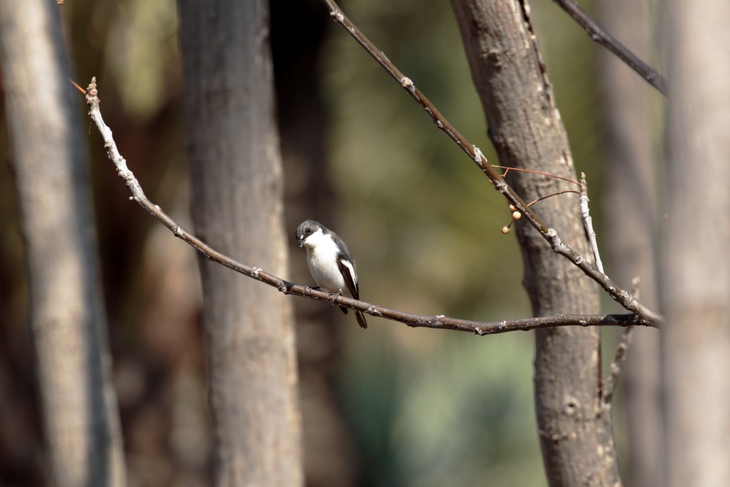 European Pied Flycatcher - ML148625671