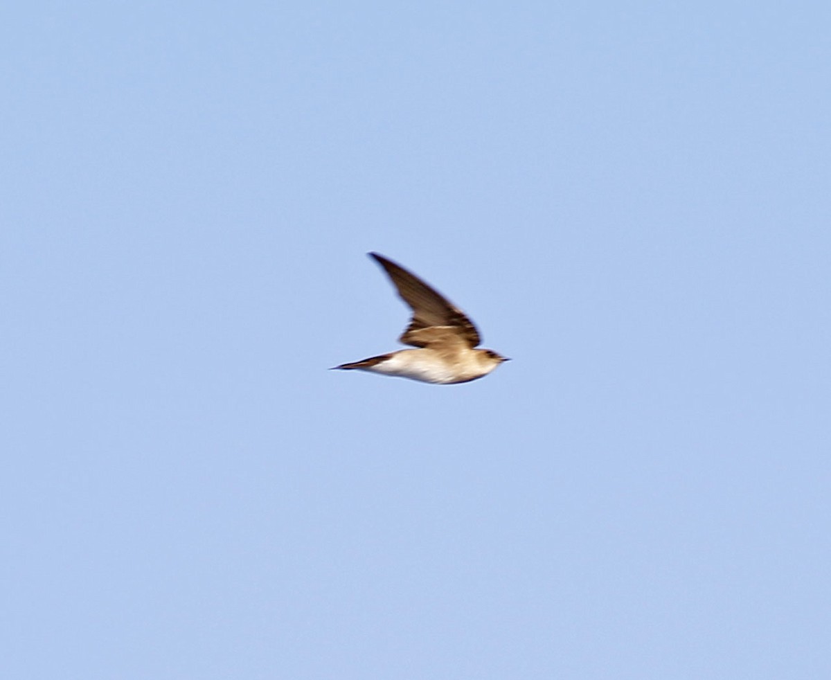 Northern Rough-winged Swallow - Eary Warren