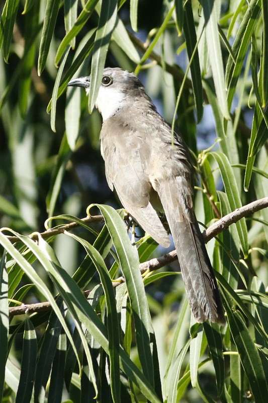 Dark-billed Cuckoo - J. Simón Tagtachian