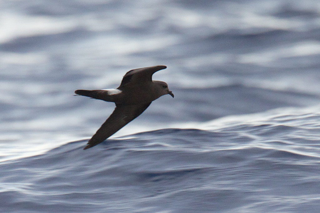 Leach's Storm-Petrel - ML148631641