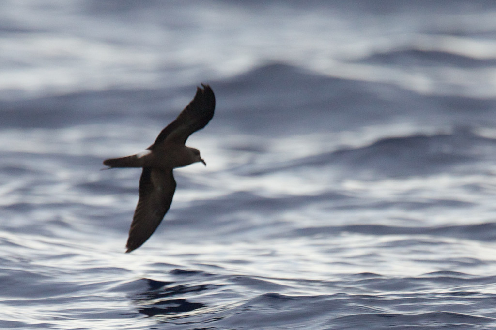 Leach's Storm-Petrel - ML148631651