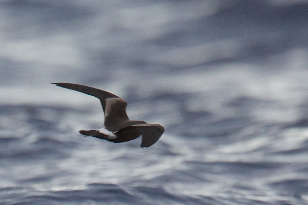 Leach's Storm-Petrel - ML148631661