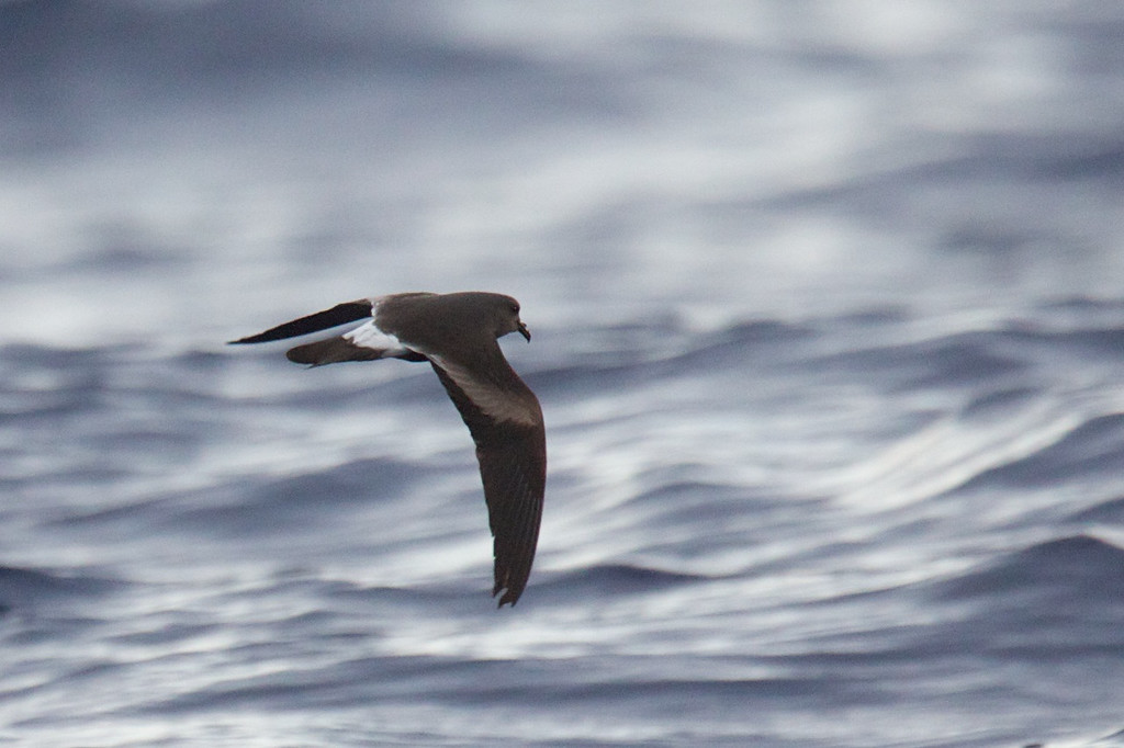 Leach's Storm-Petrel - ML148631671